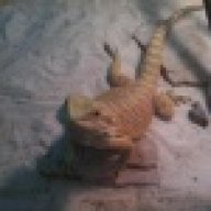 swift_dragon_lover