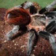 spiderling1974