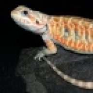 Exzotik Dragonz
