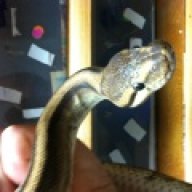 P&A Pythons