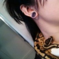 ndballpythons