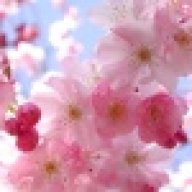 CherryBlossom