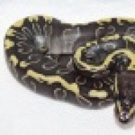 MacReptiles