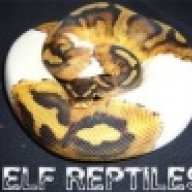 ElfReptiles
