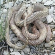 GPM(Reptiles)