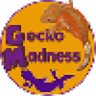 gecko5