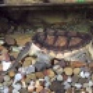 reticsNturtles