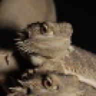 reptiles1996