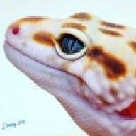 destinygex