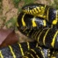 reptileking27