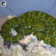 TurtleMan1995