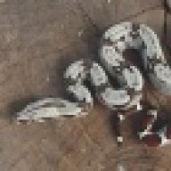 ReptileManiac