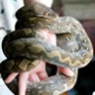 mombareptiles