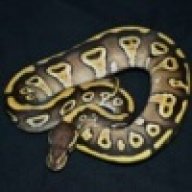 nerofotia