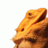 Linda's Lizards