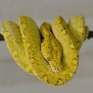 geckojustin