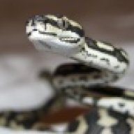 Curtissreptiles236