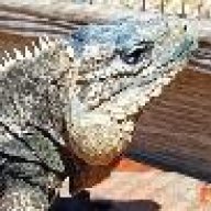 RockIguana615