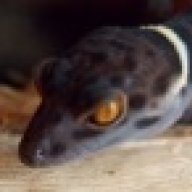 hypnotoad