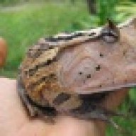 Thefrogking81