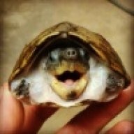 philthyturtle
