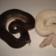 Jvreptiles