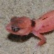 Tonygeckos