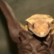 AnyankasGeckos