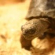 fourtortoise