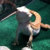 Horned Frog