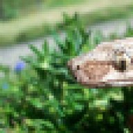 ACutAboveReptiles.Com