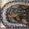 Silly Serpents
