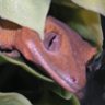 Reptileszz