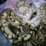 Hognosewild