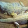 DRAGONSRCRAZY