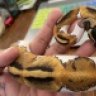 Snakelady13