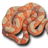 gfssiCONSTRICTORS