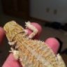 HoppityDragons