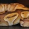 snakehobbyist