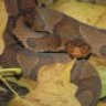Hognose_311