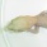 tretocephalus