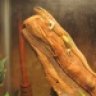 TheJadeReptile