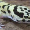 CarpeGecko