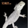 beardedragonbreeder