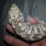 Crested Creations