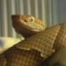 Hot_Herper