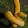 SnakeLover188