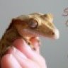Savages Geckos
