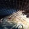 Reptile Joe