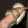 Bulldoggin33